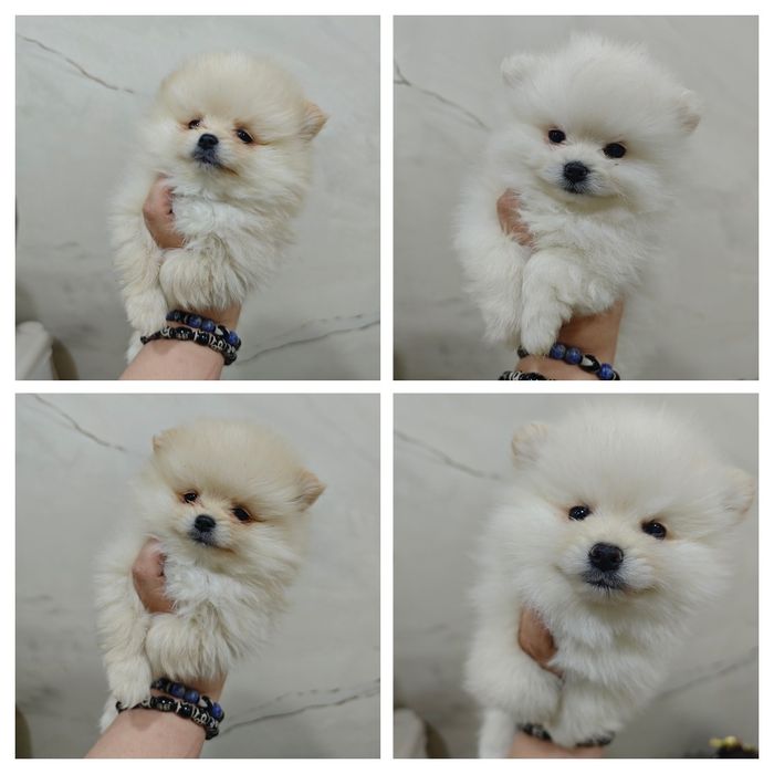 Щенки цверг шпица