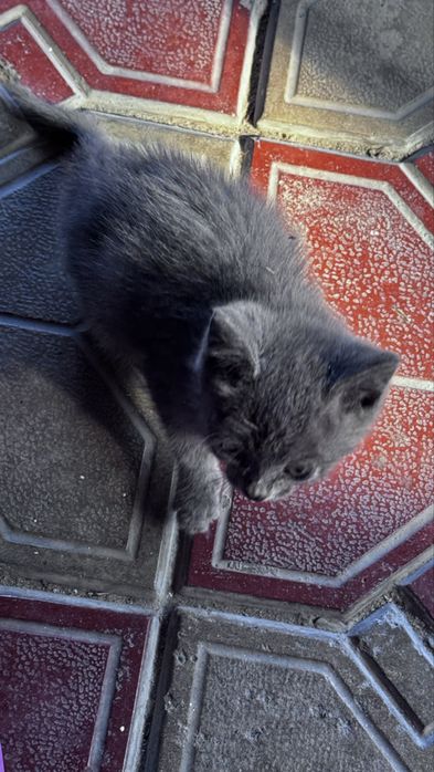 Котенок девочка 1.5 мес
