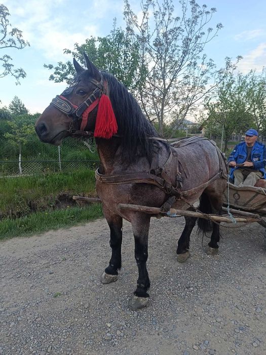 Vând iapa de 8 ani