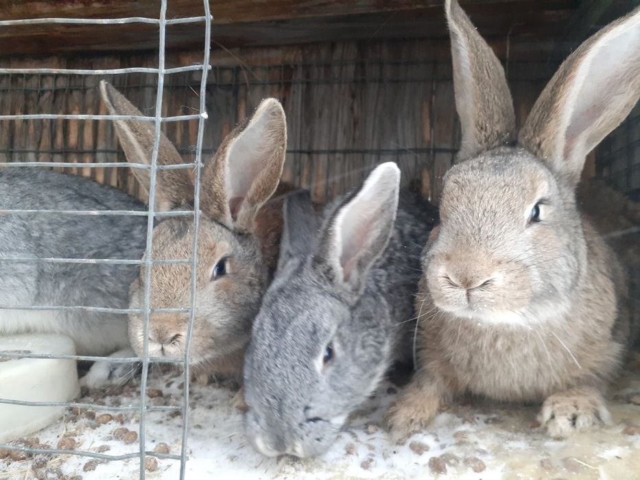 Продам молодых кроликов
