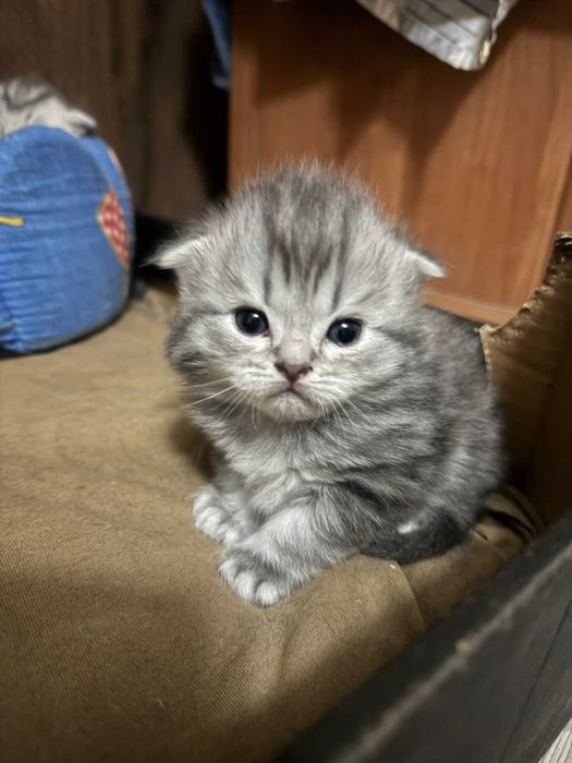 продам породистых котят