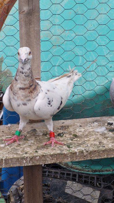 Porumbei culori rare detin mai multe exemplare pui si maturi!