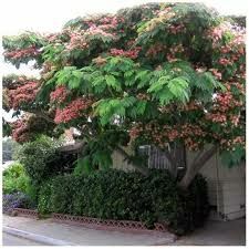 Vand puieti de arbori de mătase la ghiveci  și tei arginti