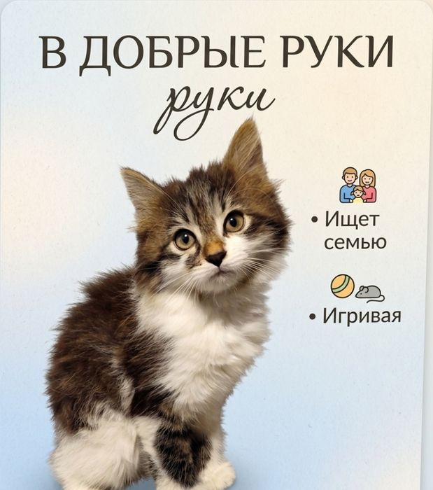 Отдам милых котят