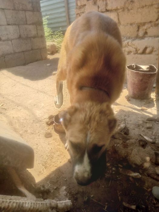 Kuchuk alabay goʻsh bilan boqiladi