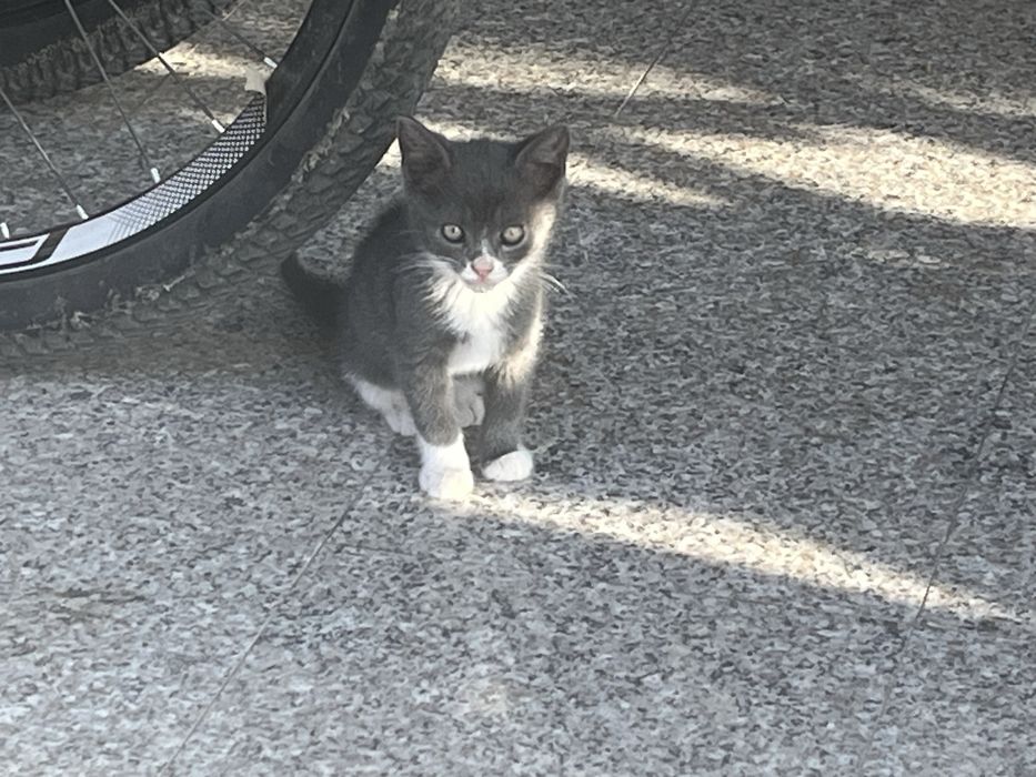 Dau spre adoptie pisici jucause 2 luni