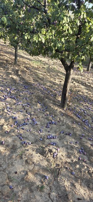 Prune pentru tuica