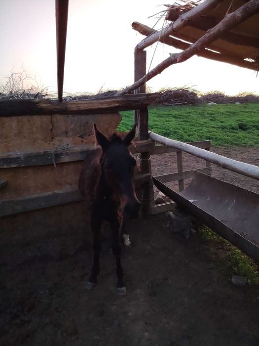 1 бас жабағы 260 мын