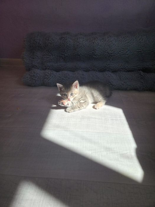 Отдам котят в самые добрые руки