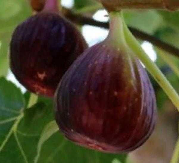 Йирик анжир кучатлари.Крупные  саженцы  инжира.