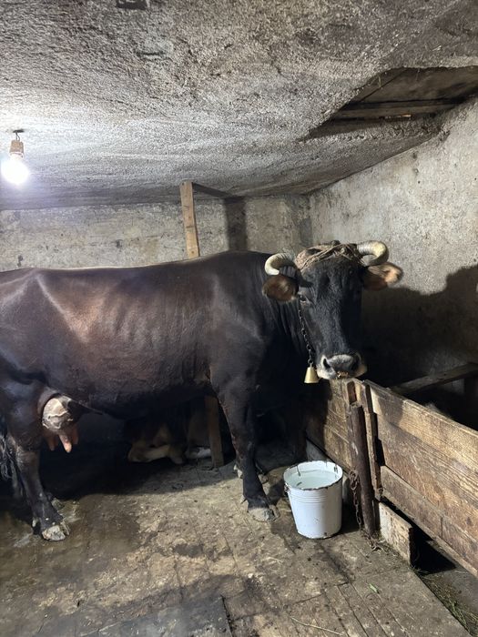 vaca Metis  cu vitel