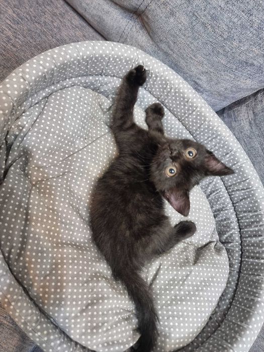 Отдам котят! Срочно!