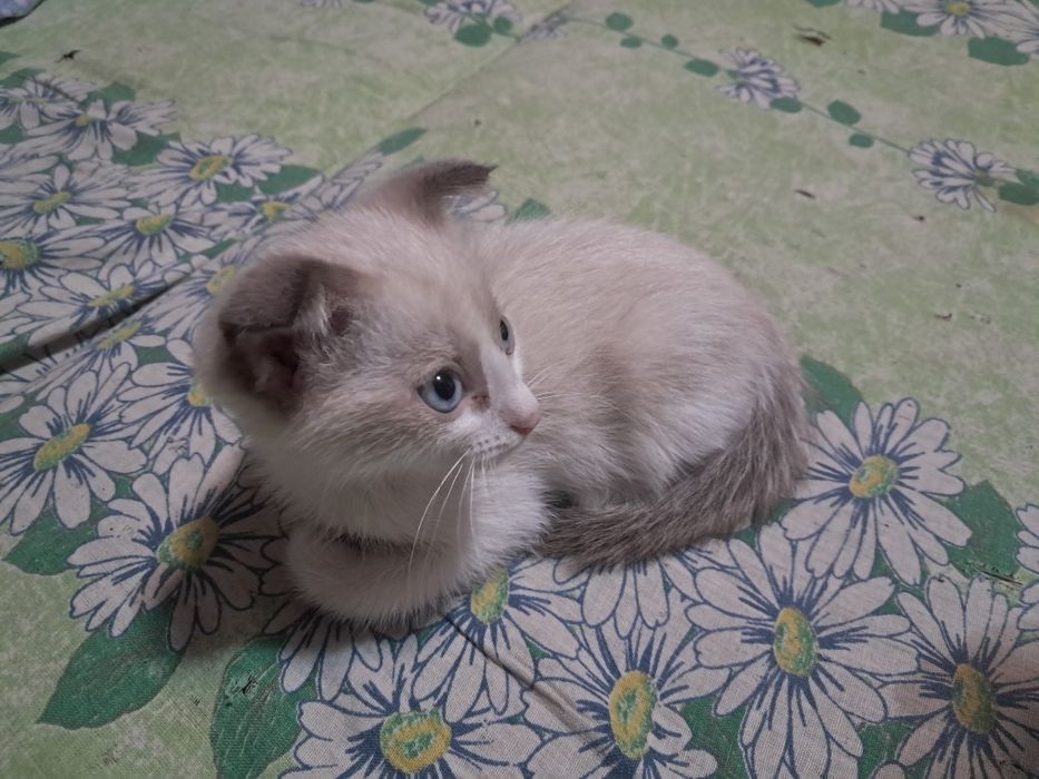 Отдам котёнка мальчика в добрые руки