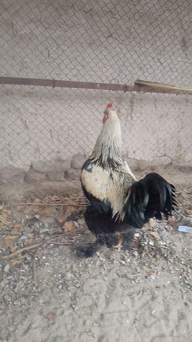 Брама кораз ._сатылады