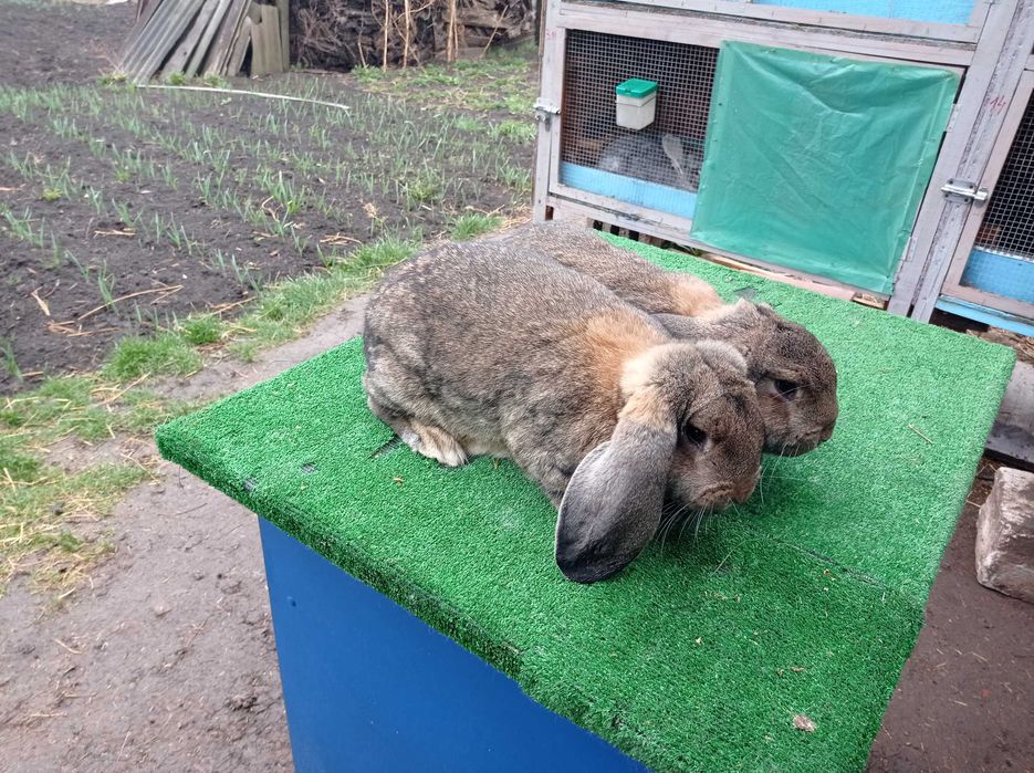 Femele berbec german gri agouti!