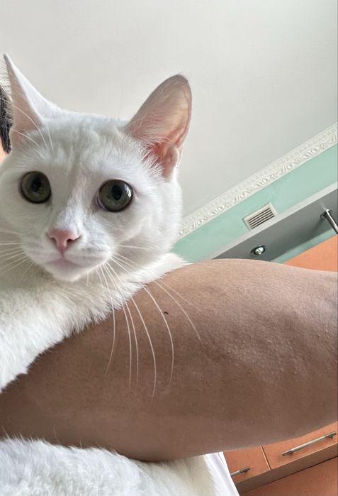 В хорошие руки кошку