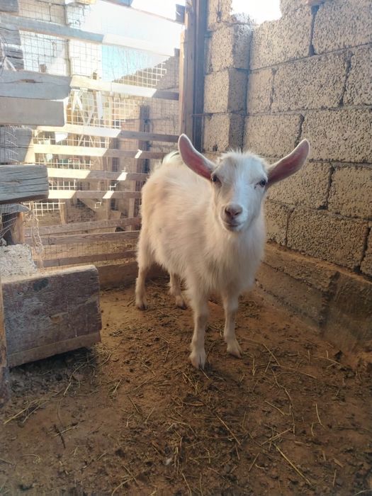 Орыс ешкі( коза)