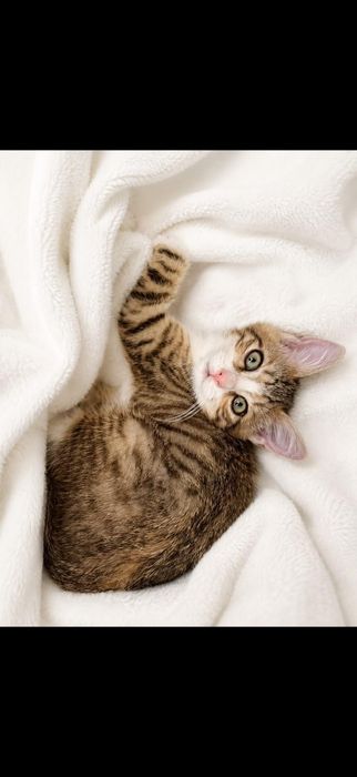 Милые котята ищут дом