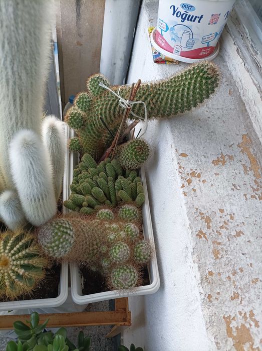 Продавам кактуси, нолина