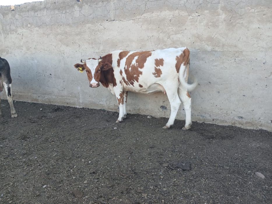Продам скот с корвами