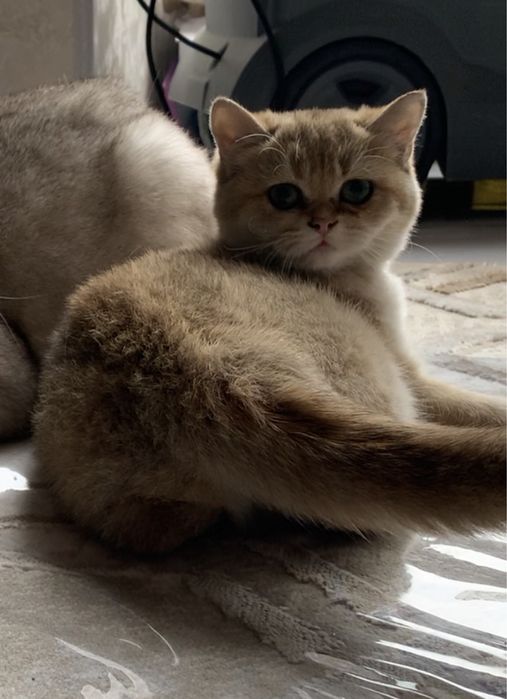 Британские короткошерстные серебристые  шиншиллы