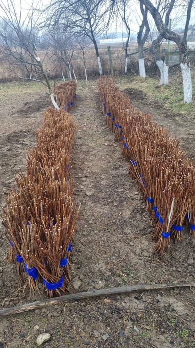 Puieti mesteacan tei platan