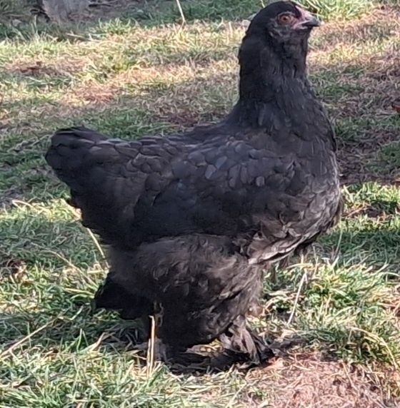 Găini brahma și metis