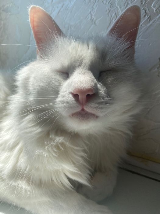 Отдам кота в хорошие руки