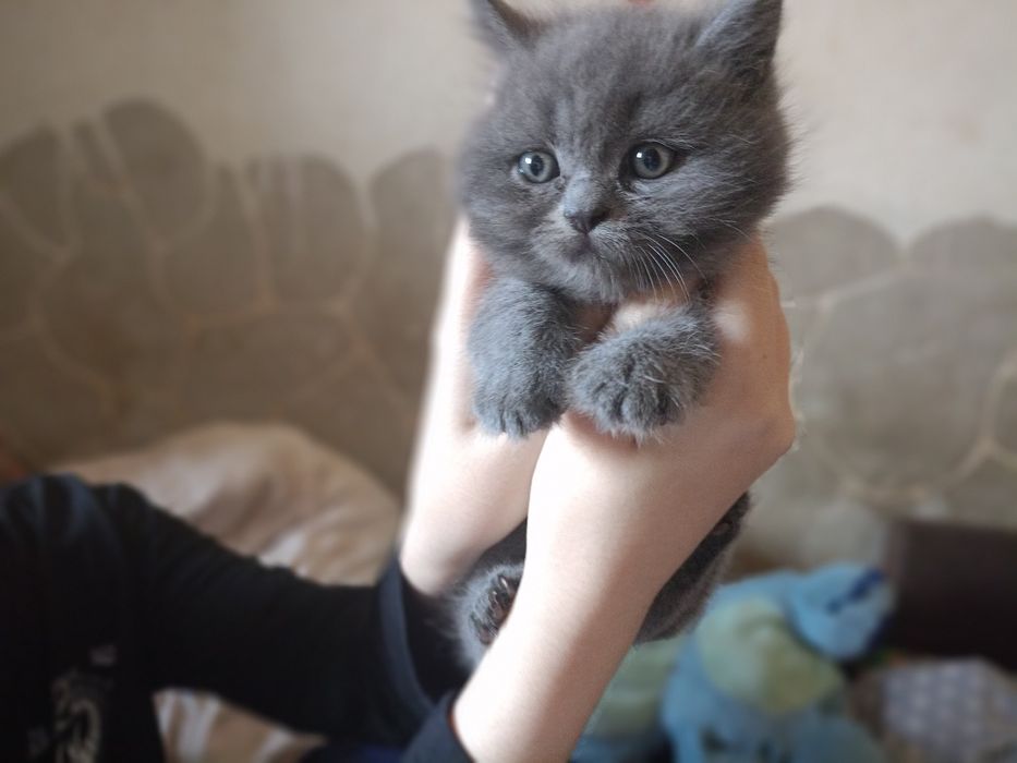 Котята британцев