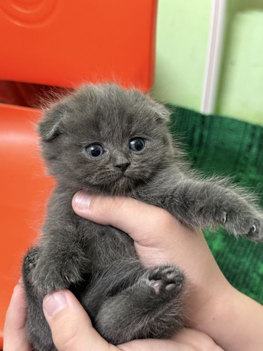 Катята скоттиш фолд и страйт