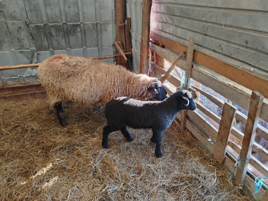 Oaie bucalaie cu berbecut