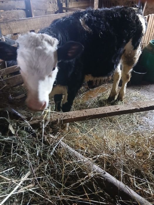 De vînzare vitică De 5 luni