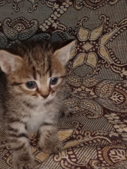 Британские котята