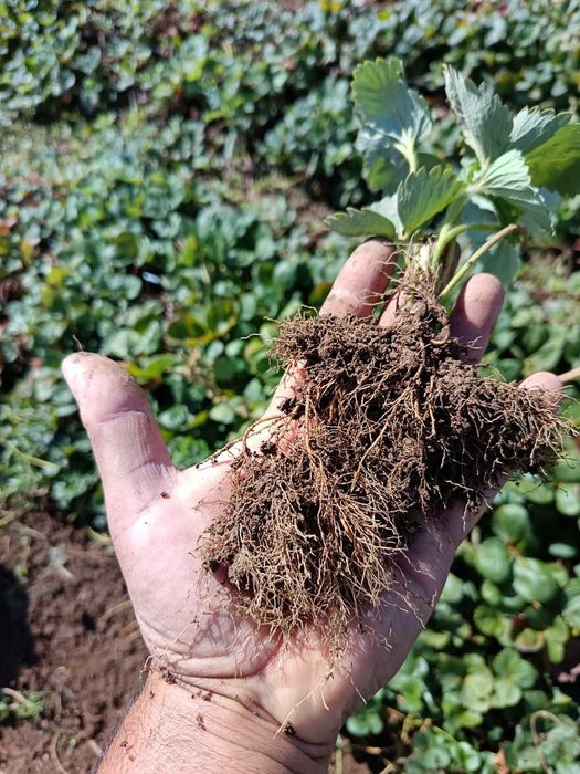 Разсaд Ягоди Априка Алба