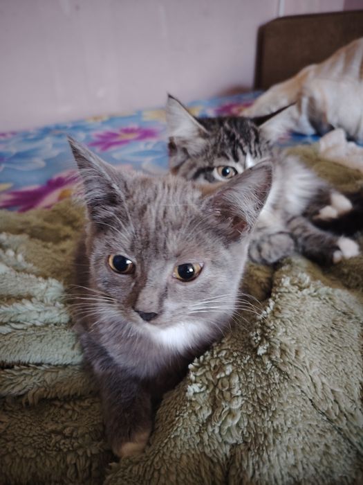 Отдам котят срочно очень красивые