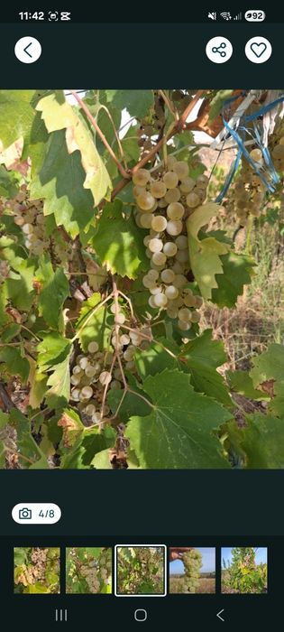 Struguri de vin feteasca regala resling galbena Odobești pentru Detali La 0735762548