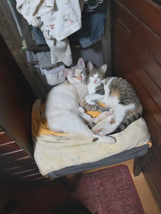 Ofer adoptie motanel de 3 luni