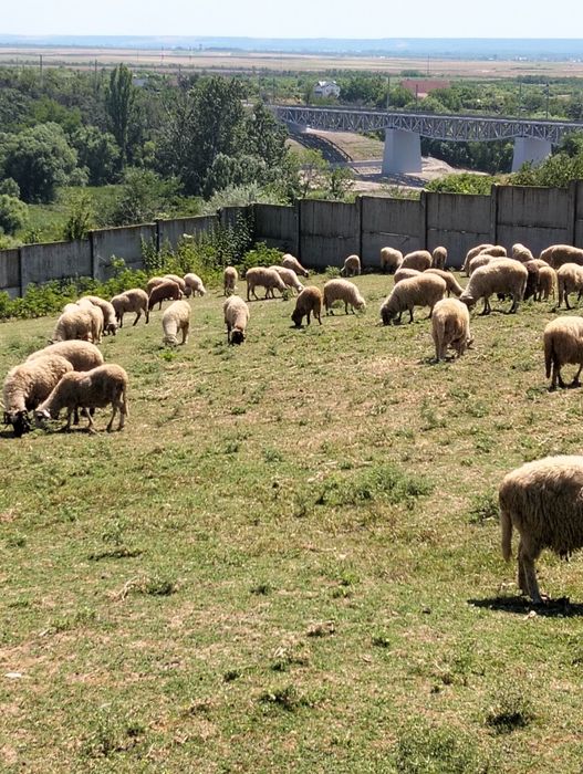 Vand turma de oi localitatea Cârcea