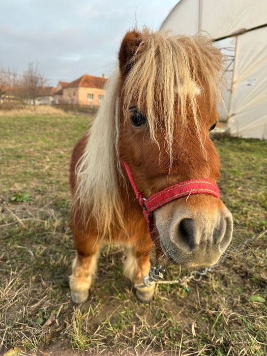 Mini ponei.