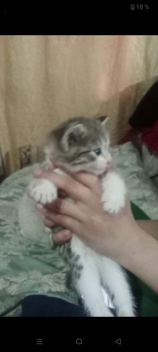 Осталась 1  девочка