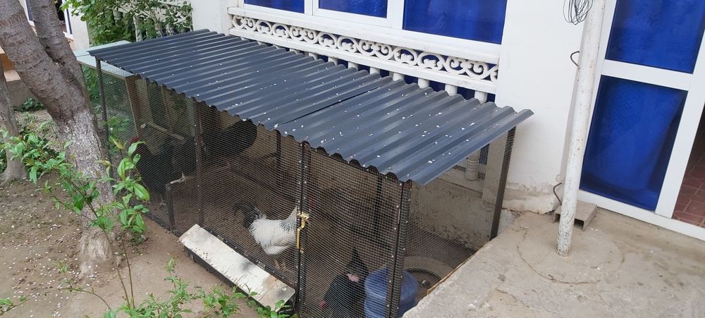 Куй ва Товуқ катак