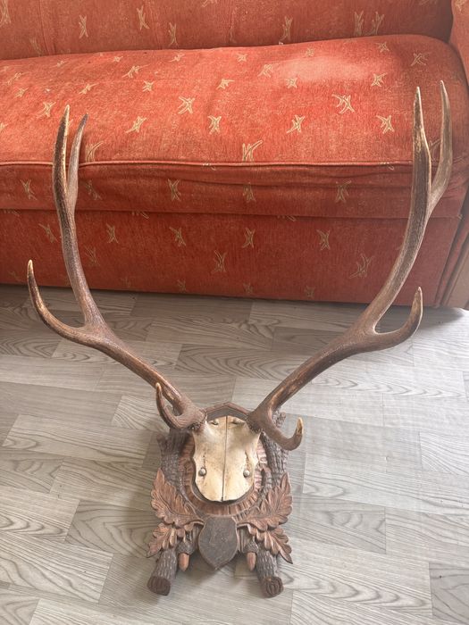 Coarne de cerb cu panoplie