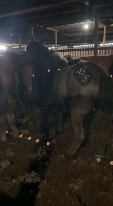 Кара айгыр джабы