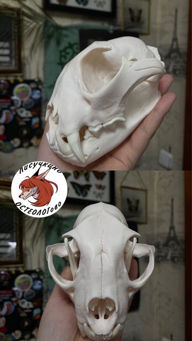 Черепа настоящие