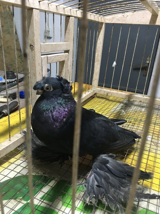 Продам Жучку молодая голубка