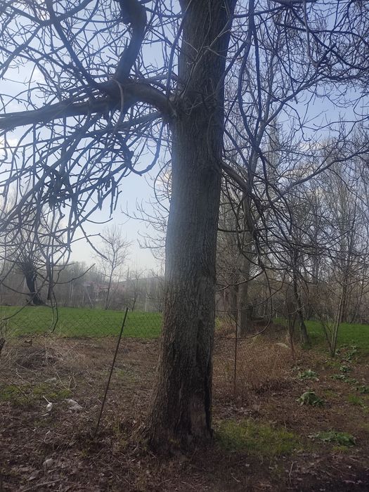 Теректер сатылады.