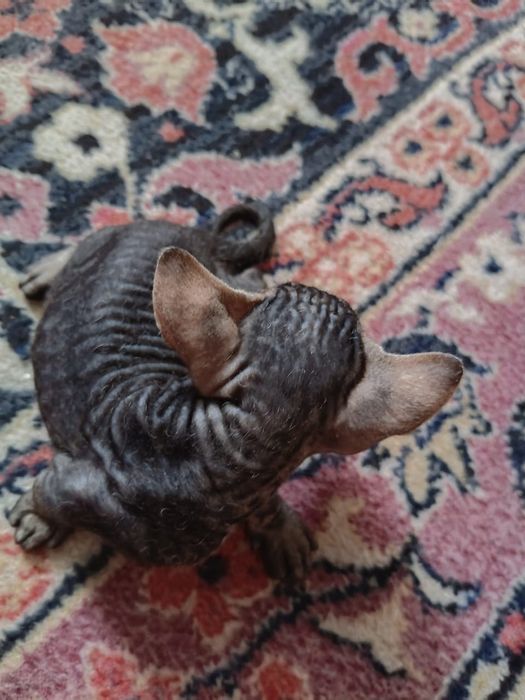 Донские котята сфинкс