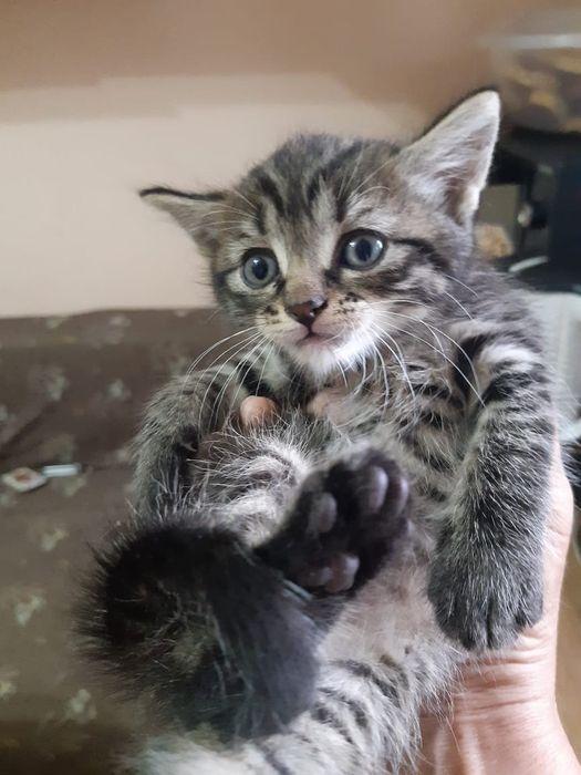 Котята мальчики второй месяц