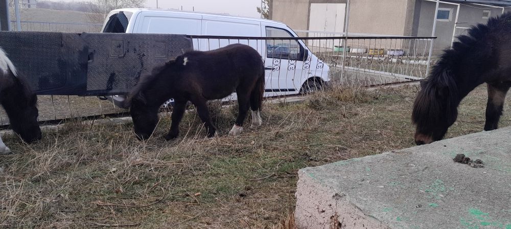 Пони девочка кабылка