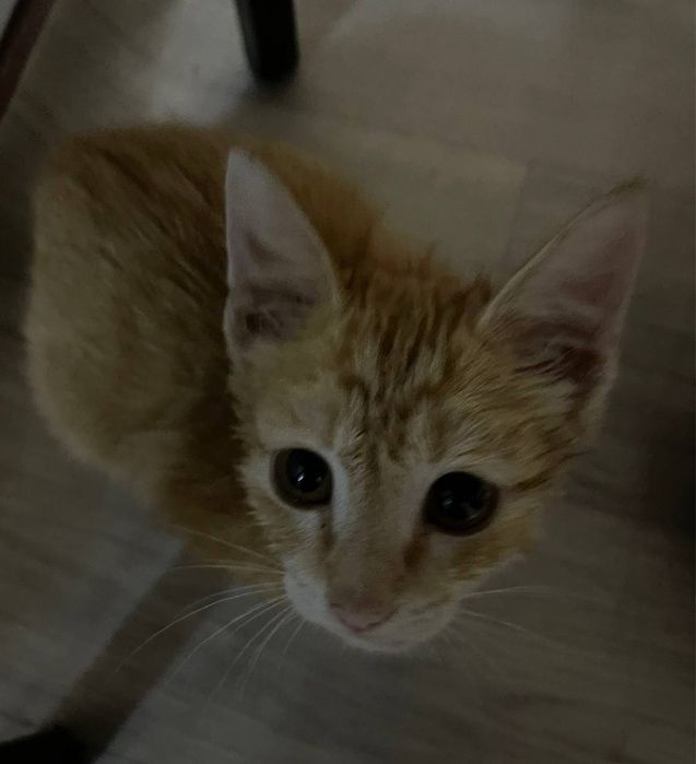 Отдаем золотого котенка